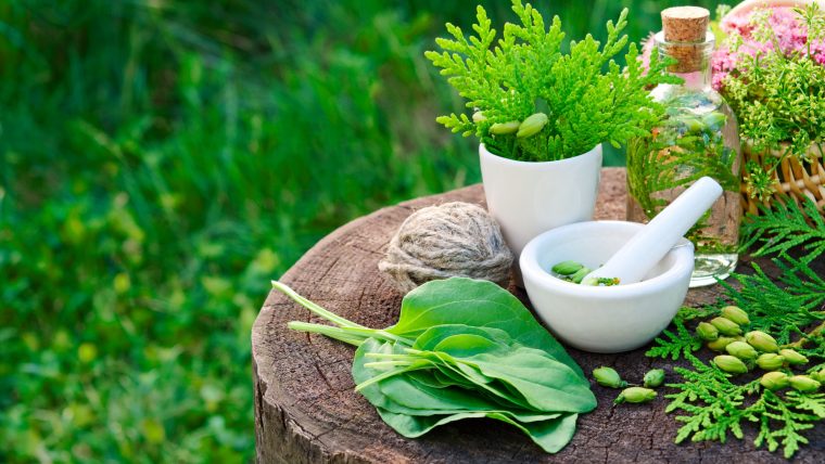 Bottle of Thuja infusion, tincture or oil, mortar and plantain leaves. Herbal medicine.