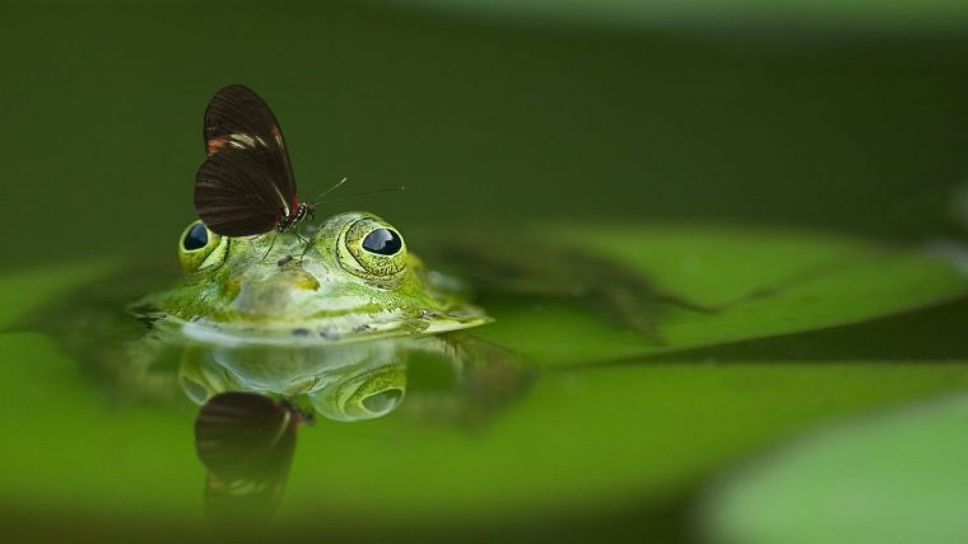 frog-butterfly
